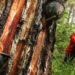 Warga Soroti Usulan PBPH Getah Pinus PT JMI, Akses Hidup Lokal Terancam?