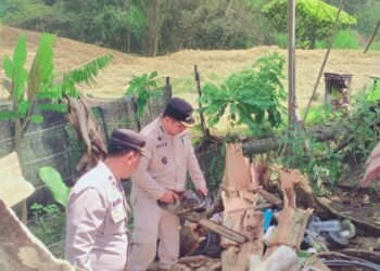 Forkopimcam Jeumpa Bersihkan Pohon dan Puing yang Menimpa Rumah Warga