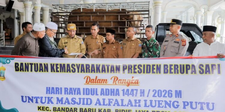 Bupati Pidie Jaya Serahkan Sapi Kurban Presiden 920 Kg untuk Warga Bandar Baru