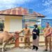 Pemko Banda Aceh Distribusikan Hewan Kurban ke Sejumlah Gampong