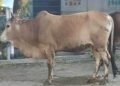 YPIK Nurul Quran Sembelih 11 Sapi dan 14 Kambing pada Iduladha 1447 H