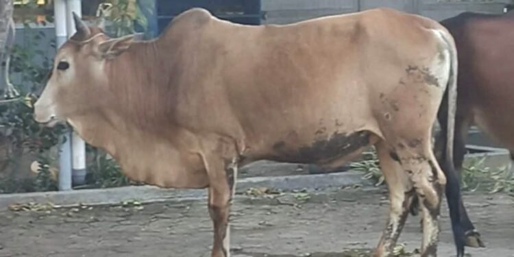 YPIK Nurul Quran Sembelih 11 Sapi dan 14 Kambing pada Iduladha 1447 H