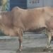 YPIK Nurul Quran Sembelih 11 Sapi dan 14 Kambing pada Iduladha 1447 H