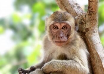 Dinkes Aceh Jaya Temukan 30 Kasus Malaria dari Monyet ke Manusia