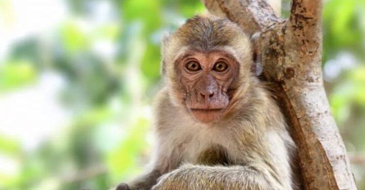 Dinkes Aceh Jaya Temukan 30 Kasus Malaria dari Monyet ke Manusia