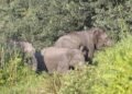 Gajah Liar Kembali Masuk ke Pemukiman Warga di Aceh Jaya