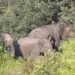 Gajah Liar Kembali Masuk ke Pemukiman Warga di Aceh Jaya
