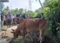 Gampong Leu Ue Kurban 13 Sapi dan 6 Kambing