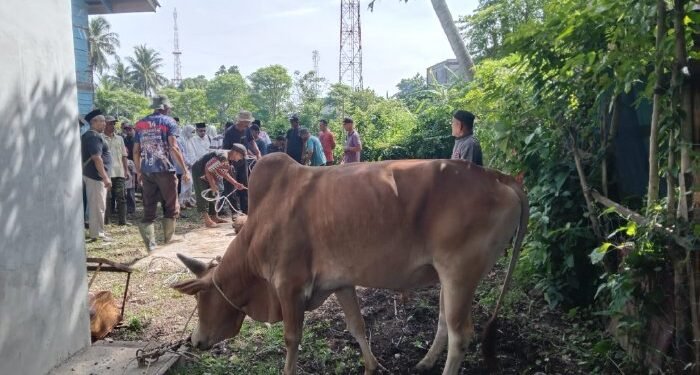 Gampong Leu Ue Kurban 13 Sapi dan 6 Kambing
