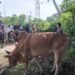 Gampong Leu Ue Kurban 13 Sapi dan 6 Kambing
