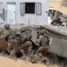 Israel Penjara Tentara IDF yang Jejali Rokok ke Patung Bunda Maria