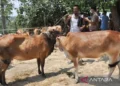 Persediaan Hewan Kurban di Aceh Timur Capai 2.428 Ekor
