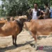 Persediaan Hewan Kurban di Aceh Timur Capai 2.428 Ekor