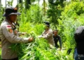 Ladang Ganja Seluas Dua Hektare di Aceh Utara Dimusnahkan