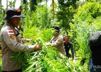 Ladang Ganja Seluas Dua Hektare di Aceh Utara Dimusnahkan