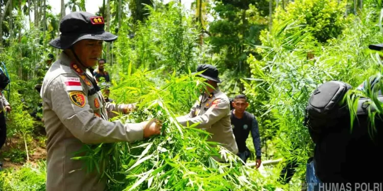 Ladang Ganja Seluas Dua Hektare di Aceh Utara Dimusnahkan