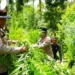 Ladang Ganja Seluas Dua Hektare di Aceh Utara Dimusnahkan