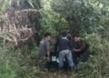 BKSDA Aceh Translokasi Orang Utan Terisolir di Kebun Warga