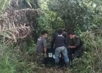 BKSDA Aceh Translokasi Orang Utan Terisolir di Kebun Warga