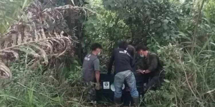 BKSDA Aceh Translokasi Orang Utan Terisolir di Kebun Warga