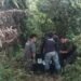 BKSDA Aceh Translokasi Orang Utan Terisolir di Kebun Warga
