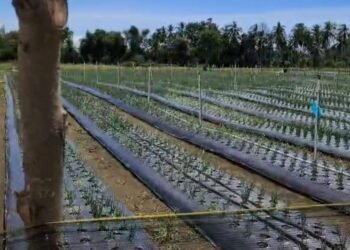 Sawah Tertimbun Lumpur Banjir Disulap Jadi Sentra Bawang Merah, Upaya Pemulihan Ekonomi Petani Pidie Jaya