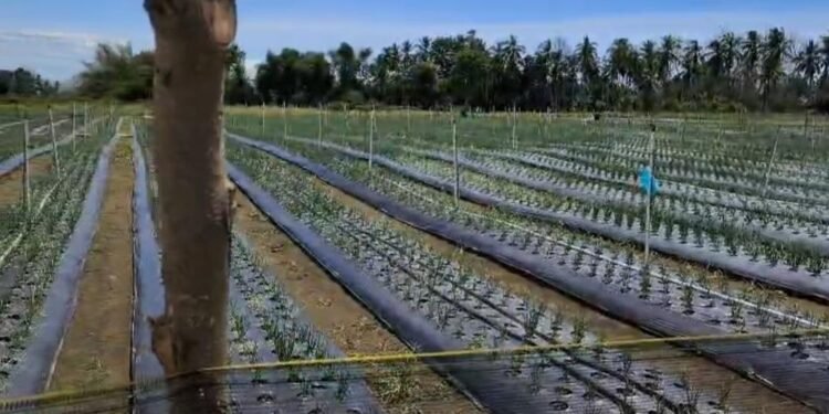 Sawah Tertimbun Lumpur Banjir Disulap Jadi Sentra Bawang Merah, Upaya Pemulihan Ekonomi Petani Pidie Jaya
