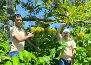 Pemkab Pidie Dorong Durian Montong dan Kopi Geumpang Jadi Komoditas Unggulan Daerah