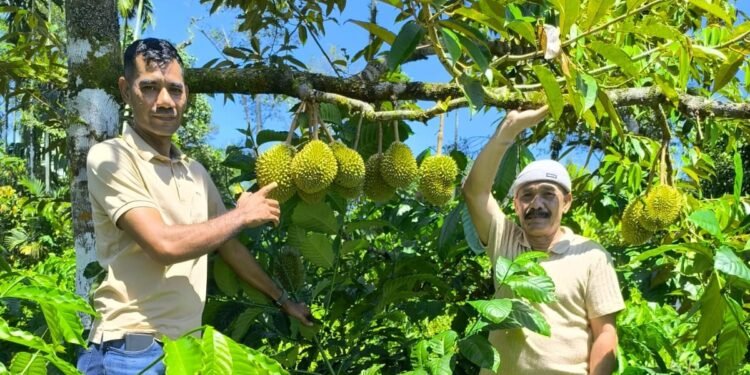 Pemkab Pidie Dorong Durian Montong dan Kopi Geumpang Jadi Komoditas Unggulan Daerah