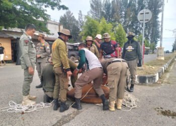 Krak, Satpol PP Aceh Jaya Amankan 30 Ternak Liar