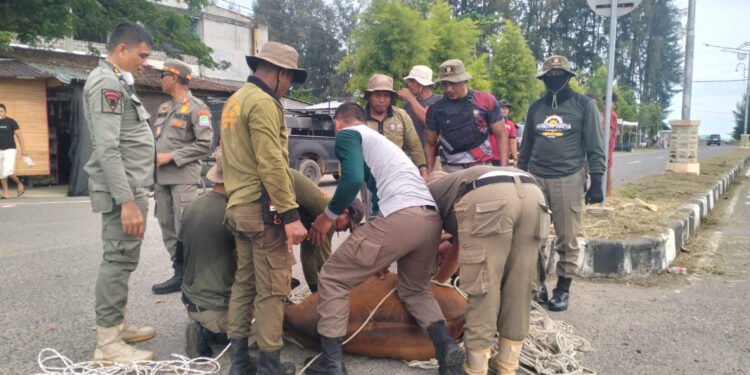 Krak, Satpol PP Aceh Jaya Amankan 30 Ternak Liar
