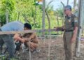 Krak, Satpol PP dan WH Aceh Jaya Lelang Ternak Hasil Penertiban