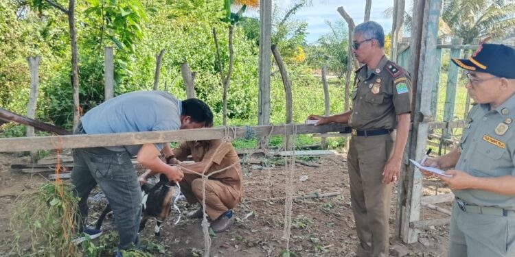 Krak, Satpol PP dan WH Aceh Jaya Lelang Ternak Hasil Penertiban