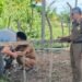 Krak, Satpol PP dan WH Aceh Jaya Lelang Ternak Hasil Penertiban