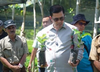 Produksi 4 Juta Bibit Kopi Arabika Gayo 3 Siap Disalurkan, Bupati Aceh Tengah Tinjau Lokasi Penangkaran Bibit