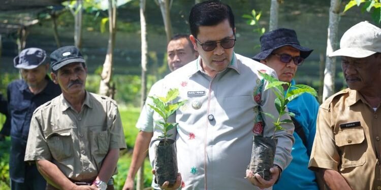 Produksi 4 Juta Bibit Kopi Arabika Gayo 3 Siap Disalurkan, Bupati Aceh Tengah Tinjau Lokasi Penangkaran Bibit