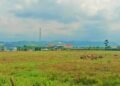 Ohku, Sawah Mati di Depan Kantor Bupati Jadi Ujian Nyata Pemulihan Pascabanjir Pidie Jaya