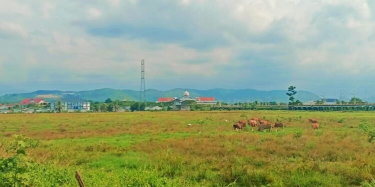 Ohku, Sawah Mati di Depan Kantor Bupati Jadi Ujian Nyata Pemulihan Pascabanjir Pidie Jaya