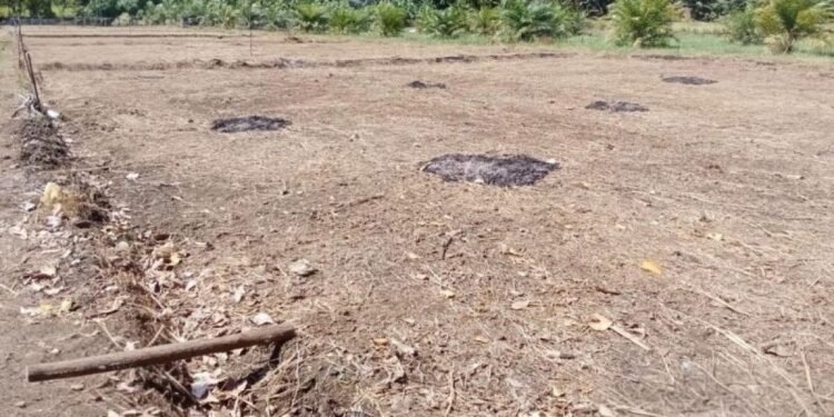 386 Hektare Lahan Sawah di Aceh Jaya Alami Kekeringan