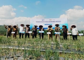 Panen Perdana Bawang Merah di Lahan Pascabanjir, BI dan Pemkab Pidie Jaya Siapkan Model Pemulihan Ekonomi Berbasis Pertanian