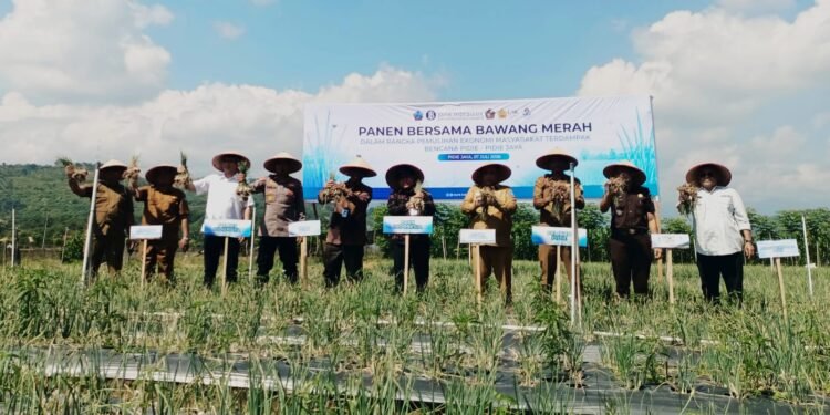 Panen Perdana Bawang Merah di Lahan Pascabanjir, BI dan Pemkab Pidie Jaya Siapkan Model Pemulihan Ekonomi Berbasis Pertanian