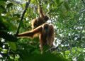 BKSDA Aceh Relokasi Dua Orangutan Terjebak di Kebun Masyarakat