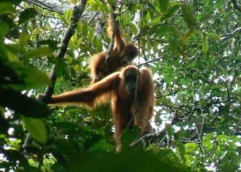 BKSDA Aceh Relokasi Dua Orangutan Terjebak di Kebun Masyarakat