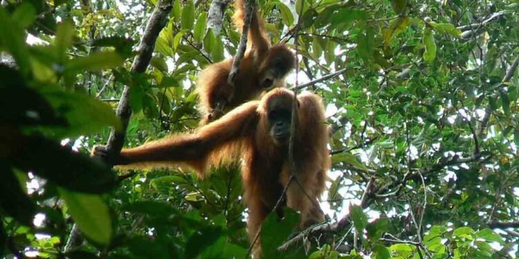 BKSDA Aceh Relokasi Dua Orangutan Terjebak di Kebun Masyarakat