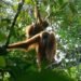 BKSDA Aceh Relokasi Dua Orangutan Terjebak di Kebun Masyarakat