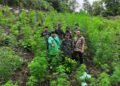 Nyan, TNI Temukan Ladang Ganja 2,5 Hektare di Aceh Besar