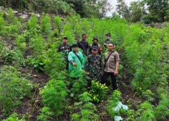 Nyan, TNI Temukan Ladang Ganja 2,5 Hektare di Aceh Besar
