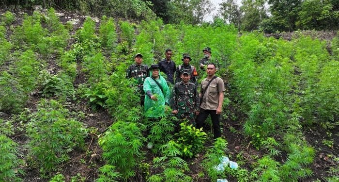 Nyan, TNI Temukan Ladang Ganja 2,5 Hektare di Aceh Besar