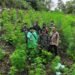 Nyan, TNI Temukan Ladang Ganja 2,5 Hektare di Aceh Besar