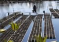 Budidaya Kepiting Soka di Banda Aceh Tembus Pasar Internasional